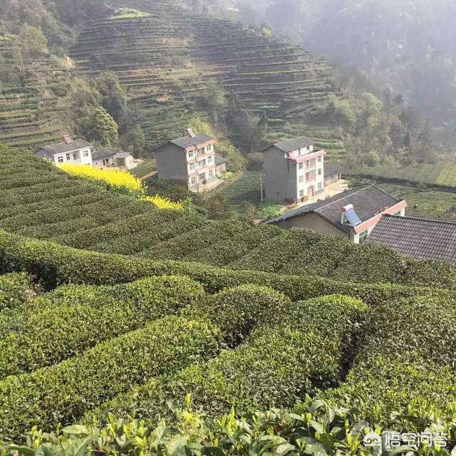 雅女 雅鱼 雅雨:为什么茶园里面插有黄色的纸旗？茶叶的种植应该怎么去管理？