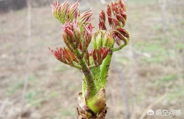 刺嫩芽如何种植？