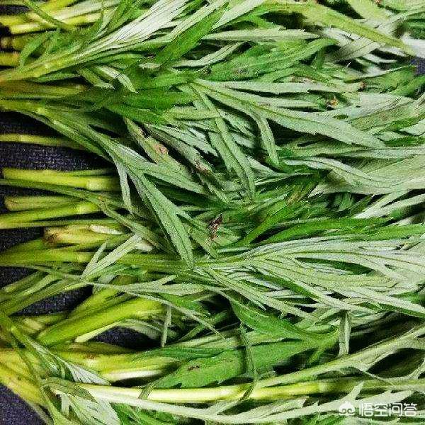 北方农村有一种野菜叫柳蒿芽,这种野菜要怎样保存呢？