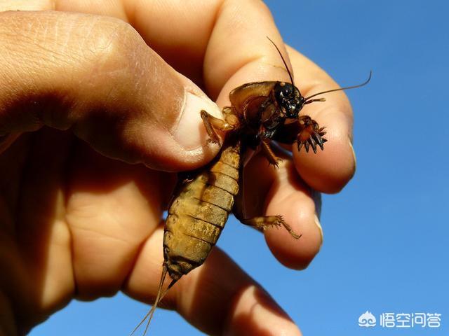 花生黑蚜虫怎么防治:花生白色腻虫是什么原因？