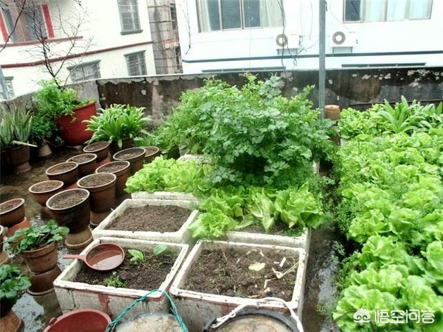 屋顶造空中秧田:在屋顶花园适合种植什么样的植物？