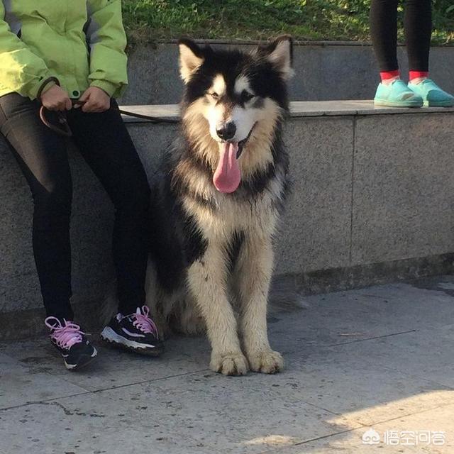 阿拉斯加克利凯犬性格:阿拉斯加犬的性格怎么样？