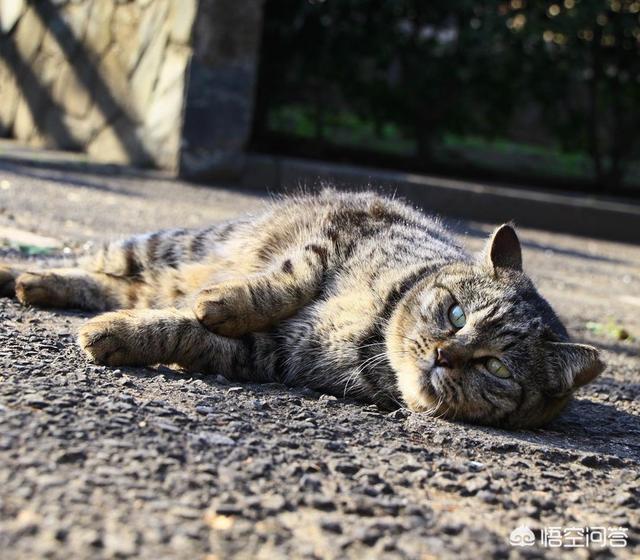 鸡球虫会传染给人吗:为什么有些猫会感染球虫？如果猫感染了球虫，应该如何给猫治疗？