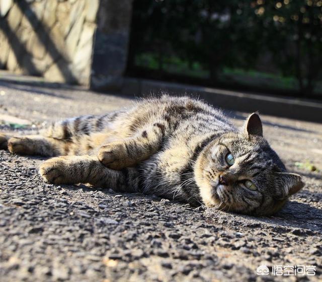 犬虫净驱球虫效果好吗:为什么有些猫会感染球虫？如果猫感染了球虫，应该如何给猫治疗？