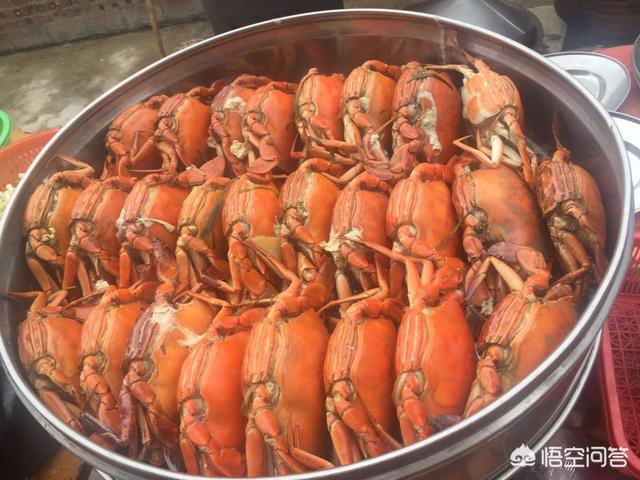 广东水煮活猫图片:为什么流浪猫的寿命特别短？