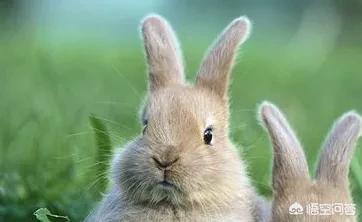 如何养宠物兔视频:怎么养小兔子才会让它活的更长久？