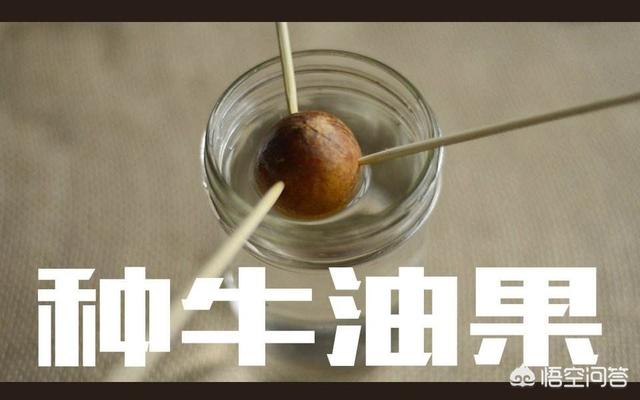 牛油果和鳄梨价格:油梨也就是牛油果需要授粉吗?有什么影响？