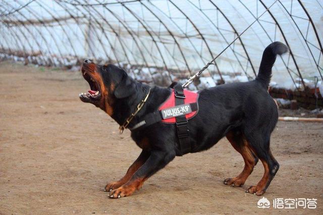 罗威纳犬图片:罗威纳和德牧哪种更适合作家庭宠物犬？