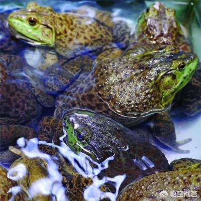 非洲牛蛙突然拒食:生活在7000万年前的魔鬼蛙，真的会吃恐龙吗？