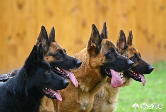 德牧幼犬多少钱一只:东德牧羊犬的价格多少钱？该怎么挑选幼犬？