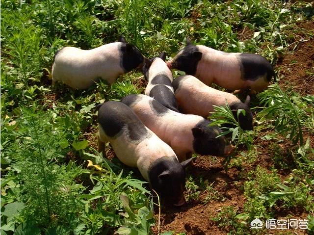 五指山香猪养殖基地:香猪什么时候屠宰肉质最佳？
