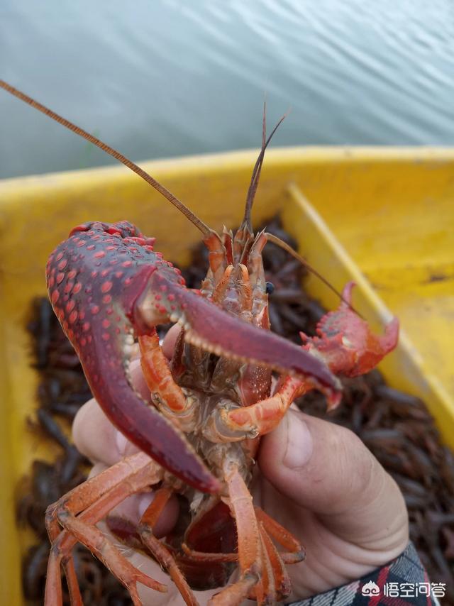 我们有必要把寄生虫赶尽杀绝吗，小龙虾真的有高温也杀不死的寄生虫吗？