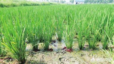 小龙虾吃什么:养小龙虾，小龙虾吃饲料与吃鱼肉养出来的有什么分别？