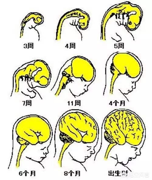 宝宝的血型决定智商吗，宝宝聪明是遗传问题，还是母亲孕期营养决定