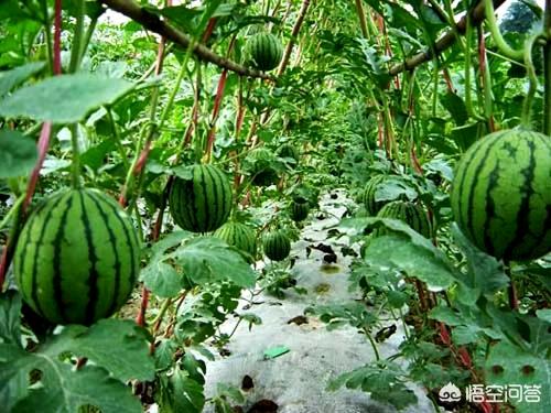 百年前的顶级西瓜长啥样，价值最高的西瓜是什么品种