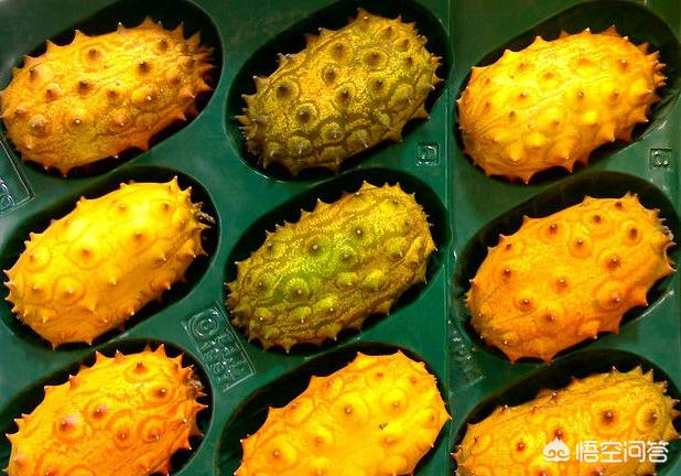 地皮菇可以种植吗，又名“火参果”的刺角瓜，口感清甜，是如何种植的呢