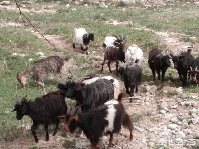 马俊仁藏獒养殖基地好吗:城市禁止养大型犬，那为什么还有人养金毛和藏獒？