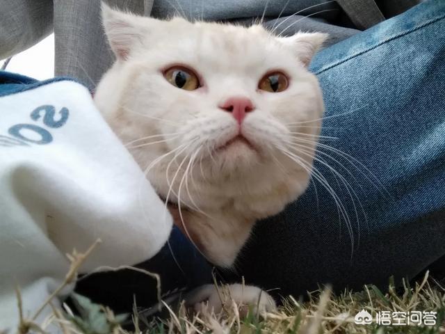 猫舍和宠物店区别:宠物店和猫咖的区别 宠物店买小猫要注意哪些雷区？