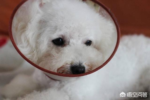 三狗组 下载:为什么狗狗身上会长蜱虫？该怎么去掉？ 三狗组老大