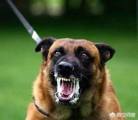 天津松狮犬舍:养宠物，松狮犬选公的好还是母的好？