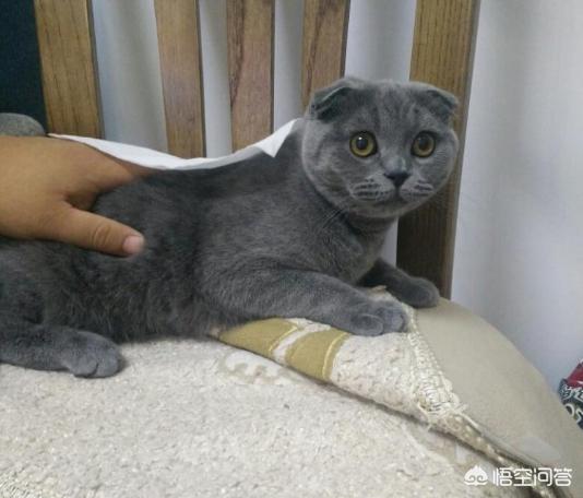 大脸猫图片呆萌:为什么猫的脸大了可爱，而人的脸大了就难看呢？