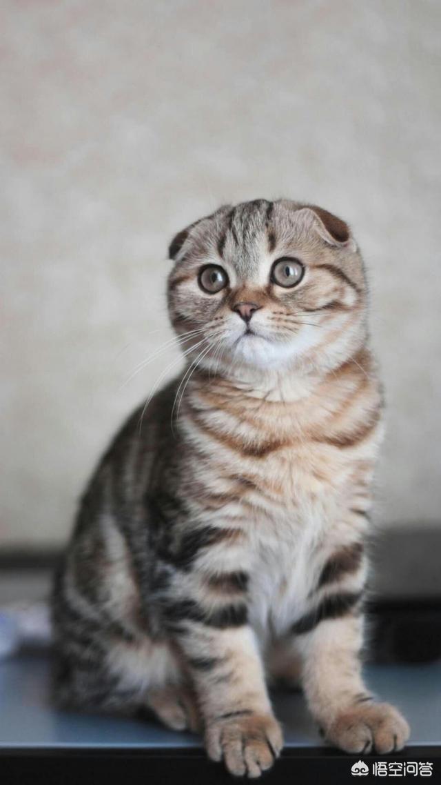 巧克力猫:怎么告诉猫咪它不能吃巧克力？