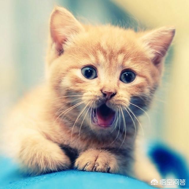 猫咪爱牛奶攻略:一个半月的猫咪喝纯牛奶还是喝酸奶好？