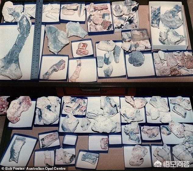 发现恐龙新物种:近期有哪些新发现的恐龙物种？
