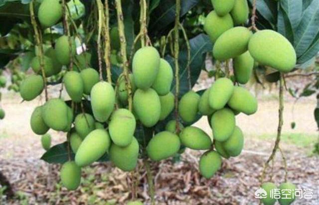 芒果的价格会越来越低吗，今年广西农村的早市芒果卖到4元多一斤，后期会不会更贵