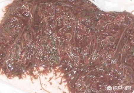 红线虫的危害:红线虫的危害与防治 关于红线虫钓鱼是否污染水质的问题，一直争辩已久，你怎么看？