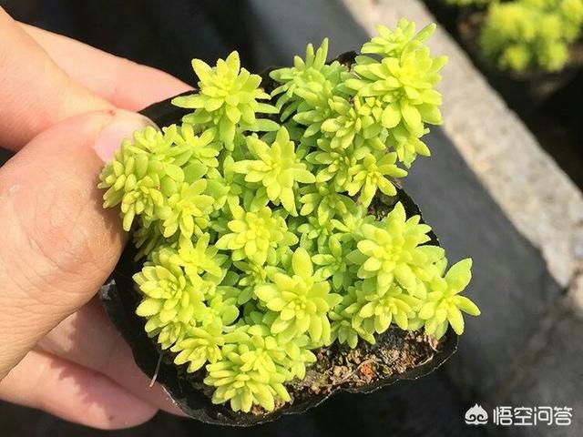 薄雪万年草:黄金万年草如何才能养到爆盆？