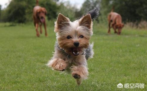 约克夏犬:约克夏泪痕重用什么能洗得掉？