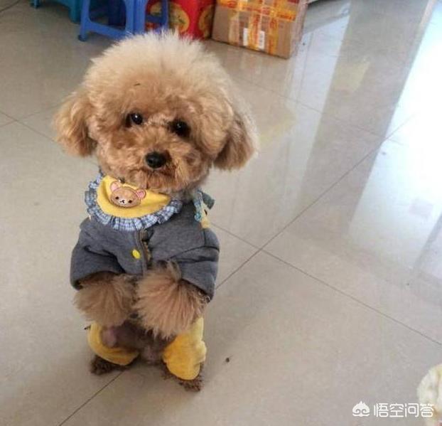 警察与防暴犬图片:遇到警犬，摸一下会有什么后果？