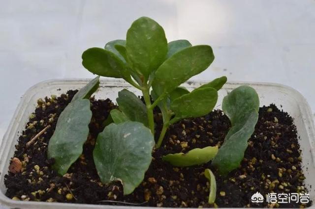 长寿花的繁殖方法:长寿花的繁殖方法视频 长寿花叶插，只长根，什么时候长叶？