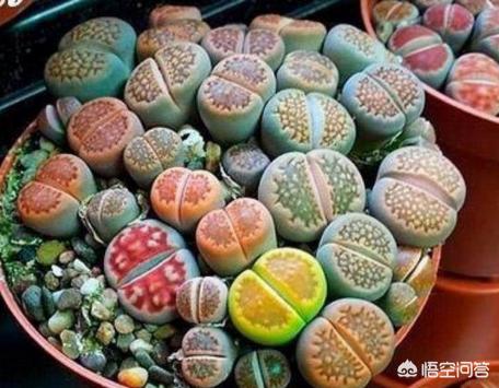 石花是什么样子的,多肉生石花徒长成“柱子”，入夏如何养护？