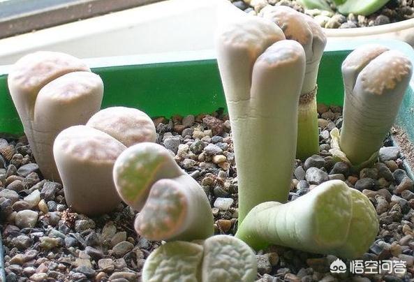 石花是什么样子的,多肉生石花徒长成“柱子”，入夏如何养护？