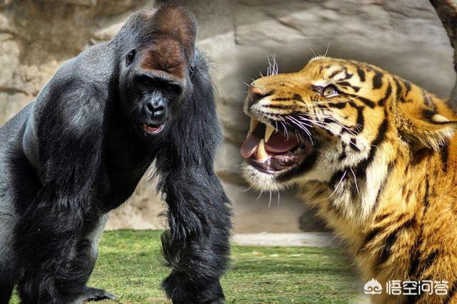 山地大猩猩之:山地大猩猩之母 银背大猩猩打不过花豹是谣言吗？