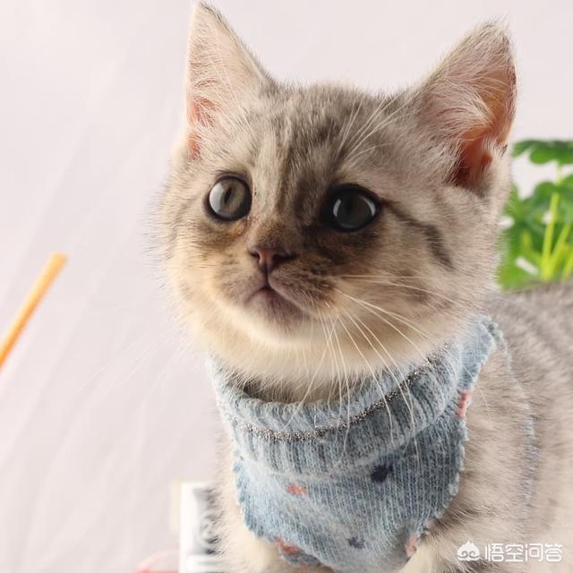 猫耳螨一直不好怎么办:十猫九螨，如何成为一个没有耳螨的猫？