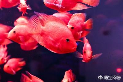 鹦鹉鱼吃什么:鹦鹉鱼吃什么食物最好 鹦鹉鱼吃虾仁和泥鳅会死吗？吃什么好？