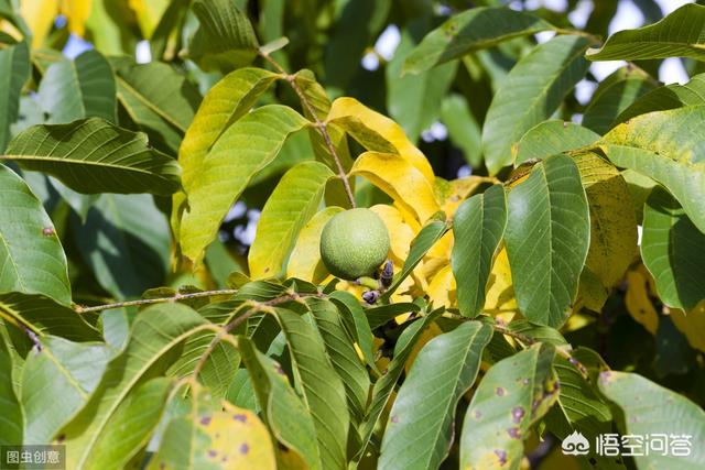 刚种的小叶桢楠树苗叶子发蔫:长寿花叶片发软是怎么回事？