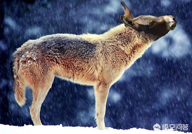 驴头狼在什么地方，“驴头狼”已灭绝50万年，却又出现在神农架地区，这警示着什么