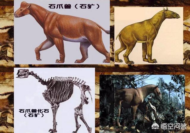 神农架穿越死了多少人，神农架发现“驴头狼”，早已灭绝50万年的生物，为何又突然出现
