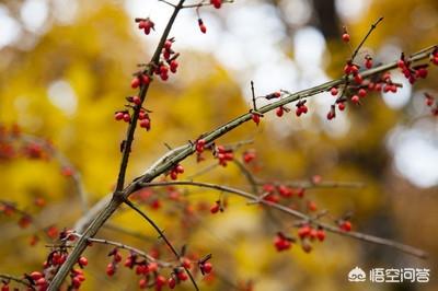 丝棉木嫁接黄杨球前景:黄杨什么时候修剪比较好？