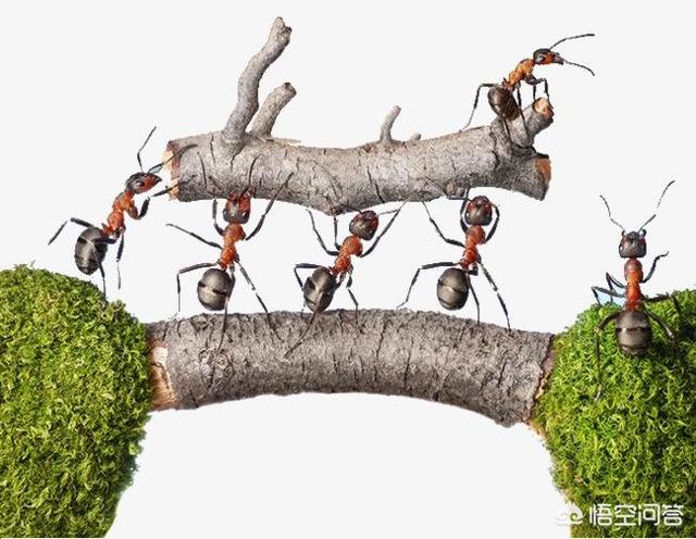 隐翅虫图片:隐翅虫一般居住在什么地方？