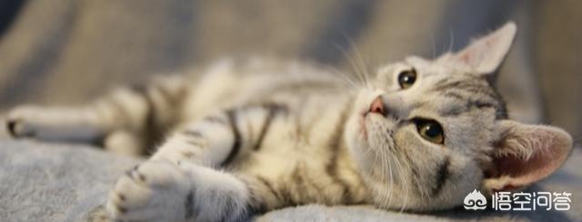 猫咪不乖by:家里的猫主子嫌弃伙食不好不吃饭，应该怎么办？
