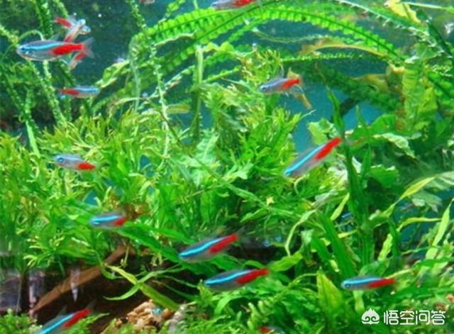 孔雀鱼品种能混养吗:孔雀鱼可以和什么鱼混养？