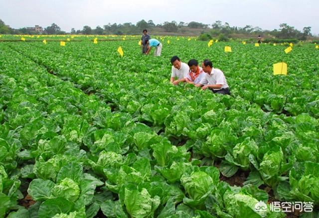 软腐病:大白菜一般会有哪些病虫危害，而软腐病又该如何防治？