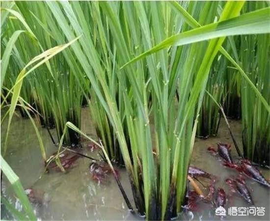 淡水虾养殖的创业故事:淡水虾养殖创业项目 在一百平米的帆布虾池养虾，能有多少利润？