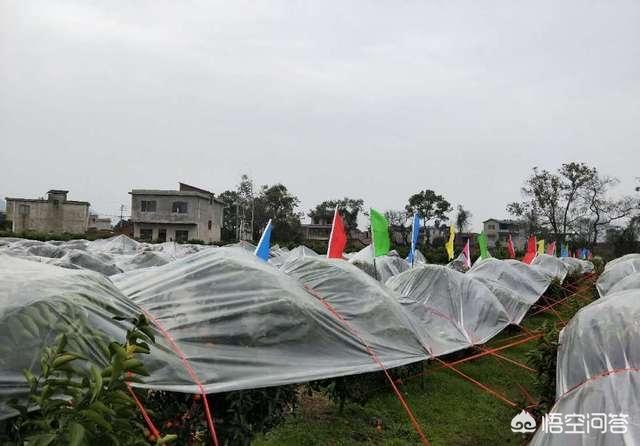 梨锈壁虱:怎么减少柑橘果面的凹凸和伤痕？
