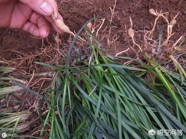种植哪些中草药比较好？